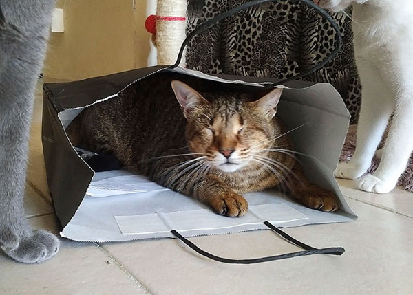 �ʕ[�q�I���D