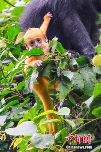 ���ťʐ��y��