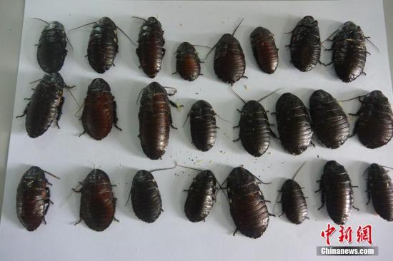 ���ťʕ[���I�G��