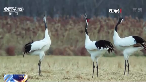 �d���S�Ф�ح��ä�ͺA�O�E�Y����� �դ��S���y�i�L���r��