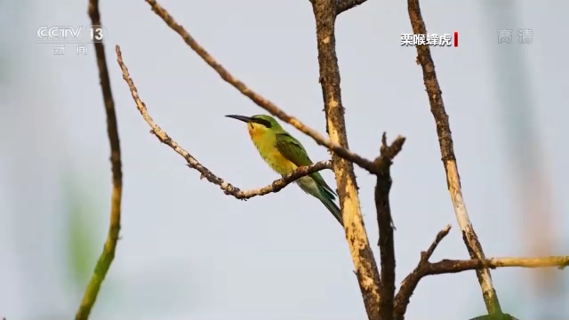 �d���S�Ф�ح��ä�ͺA�O�E�Y����� �դ��S���y�i�L���r��