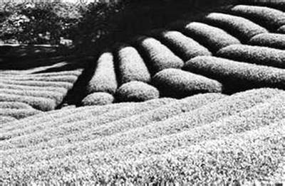 ���W�@�]�E�Q�� ���v�C���q���(��)