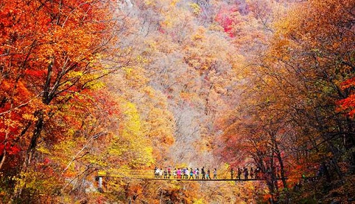 �����šgҦ