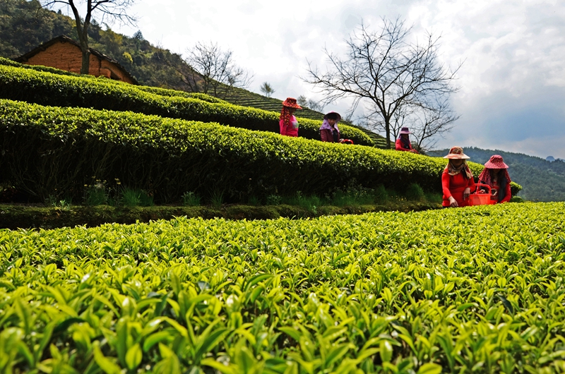 �K�����쳭���� �мZ�K�g�͵e��