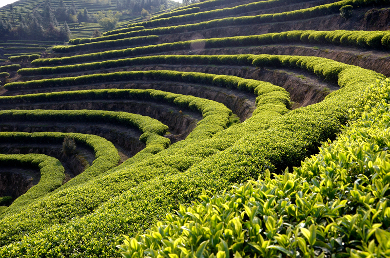 �K�����쳭���� �мZ�K�g�͵e��