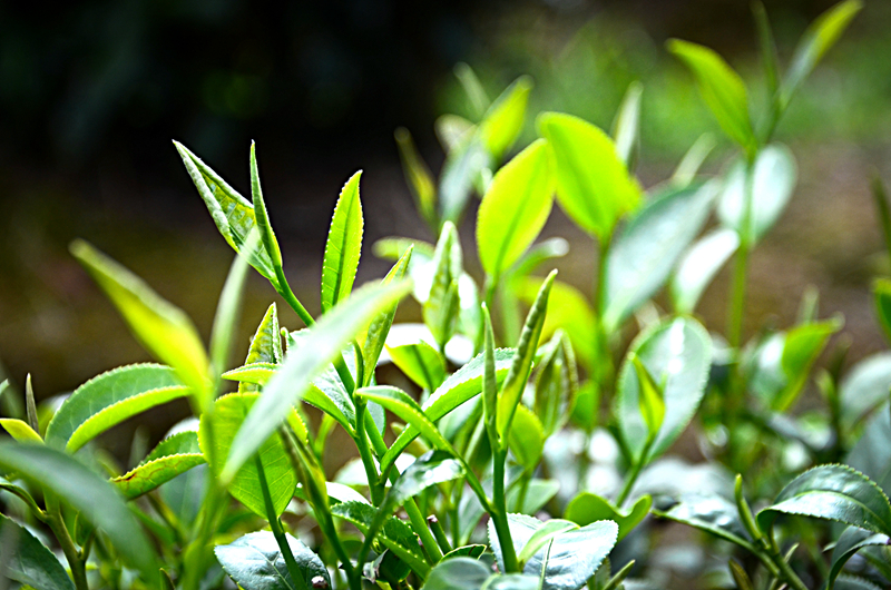 �K�����쳭���� �мZ�K�g�͵e��