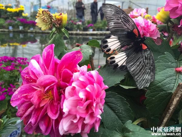 �hä�I�дC�y���Ĥ�ä�߯����Õ������Ũ��i�������ä���W�I�~�k �B�� ����