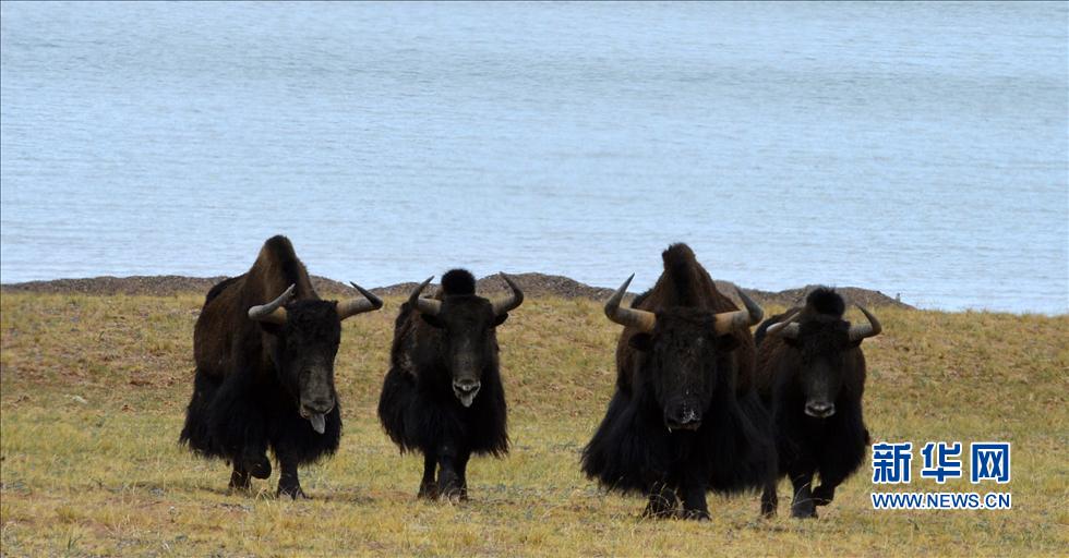 �w���i�X���k���v�ͯ��J�Y�L�Ѹj��