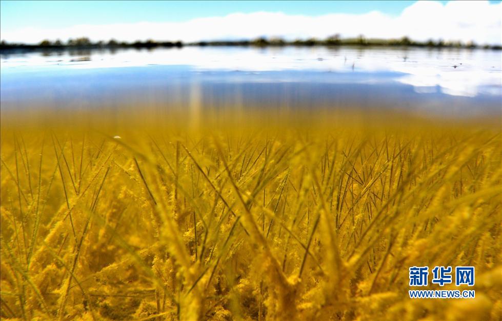 ���ġw���i�X�s�~���@�[