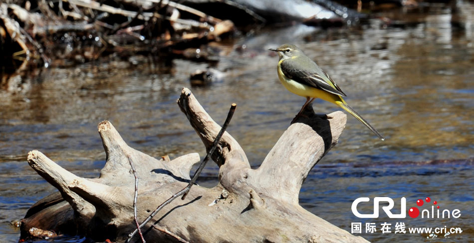 �~�k�y򳨽�Y����ä�����S�饶�H���K�[