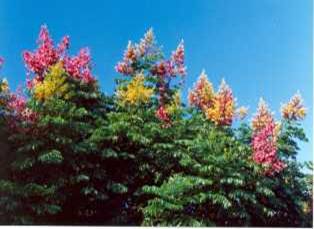 �p�����W����(�c�d��)��