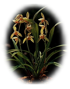 �p���R�^��