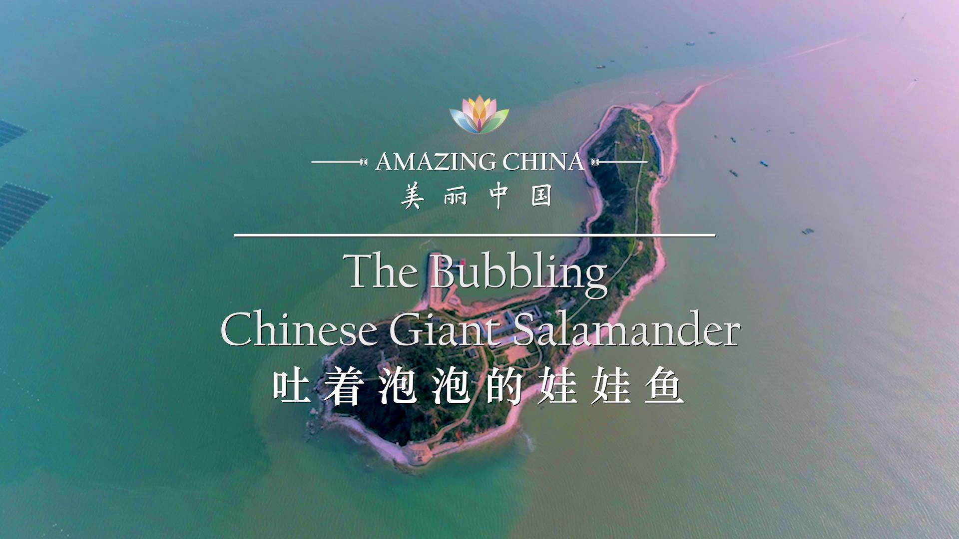 【美麗中國】吐著泡泡的娃娃魚圖片