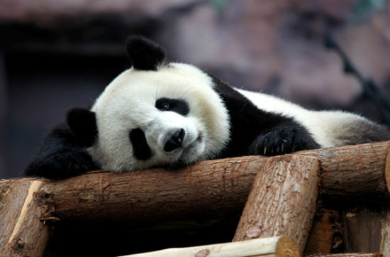 澳門十五周年 感受今夕往昔的華美樂章1