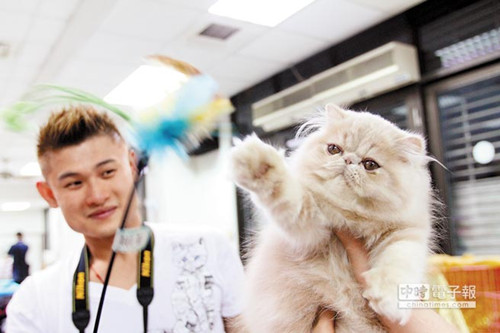 110只貓齊聚臺南比美主人為貓咪上粉（圖）