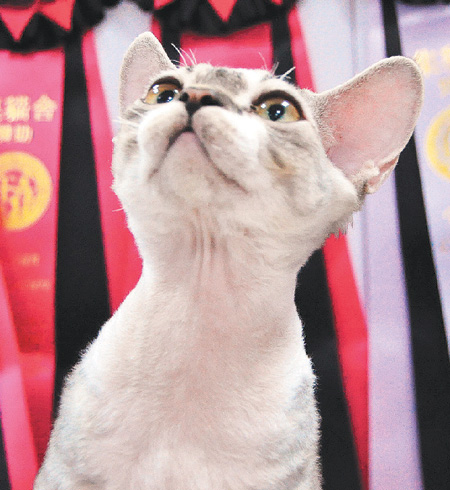 全臺灣最貴的貓:身價20萬新臺幣臺灣唯一（圖）