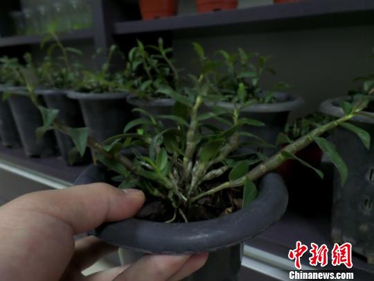 雲南超浙江成全國石斛主產區熱錢流入亂象頻生