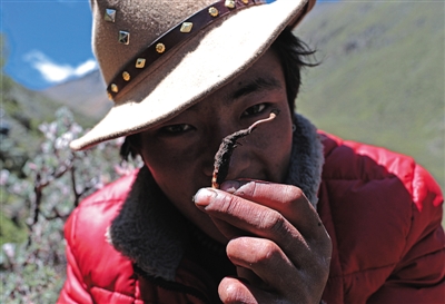 強白斯曲挖到的蟲草。他在山上輕聲言語，倣佛擔心嚇走蟲草。