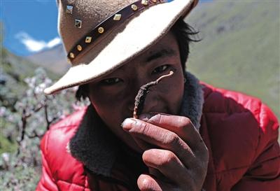 西藏村民挖蟲草收入60多萬 一棵蟲草收購價100元