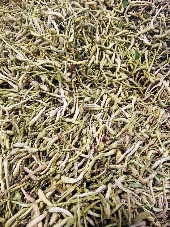 健康消暑：少喝冰鎮飲料　自制消暑涼茶（圖）