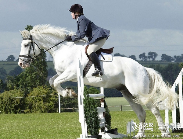 畜牧業發展新模式 休閒觀光畜牧業 畜牧業發展新模式 休閒觀光畜牧業