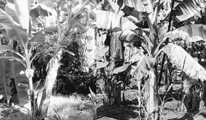 香蕉“艾滋病”純屬誤解專家：可以放心吃