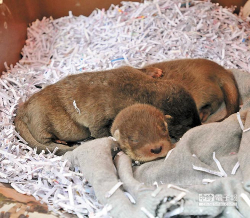 金門發現兩只瀕臨絕種的“歐亞水獺”幼獸（圖）