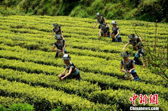 貴州躋身茶產業強省還有諸多“攔路虎”