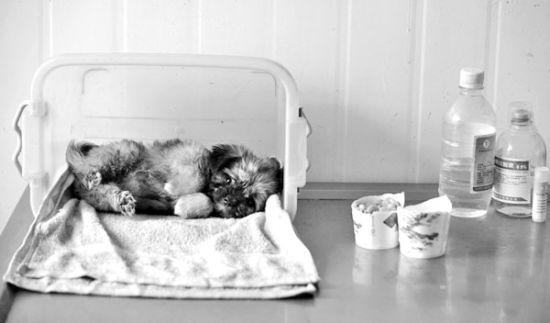 寵物藥品市場亂象：人藥用于寵物 醫院價貴近10倍