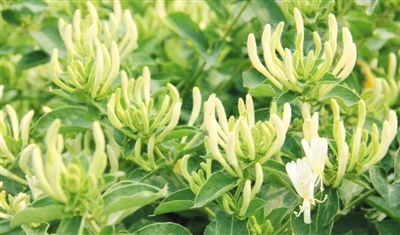 湖南紀委官員舉報“金銀花更名”涉腐敗 藥典委回應 湖南紀委官員舉報“金銀花更名”涉腐敗 藥典委回應