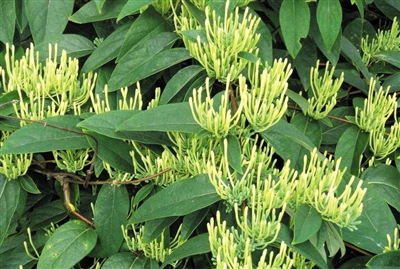 湖南紀委官員舉報“金銀花更名”涉腐敗 藥典委回應 湖南紀委官員舉報“金銀花更名”涉腐敗 藥典委回應