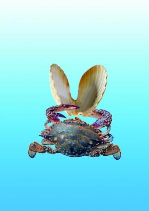 獐子島7億庫存“異常”消失 3只社保基金踩雷