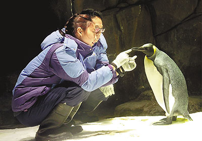 香港海洋公園旺丁年內誕21只企鵝寶寶