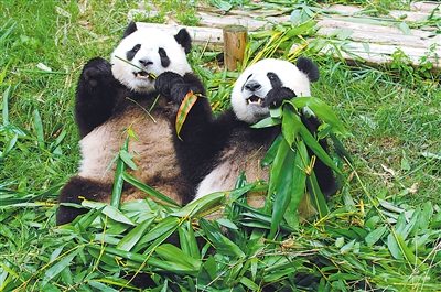 贈澳熊貓“心心”去世成都專家進一步確認死因 贈澳熊貓“心心”去世成都專家進一步確認死因