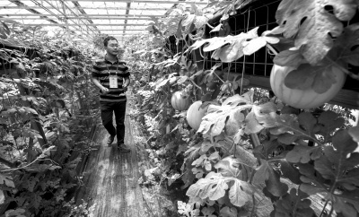 京種企簽1500萬美元大單 涉及小麥蔬菜等多品種