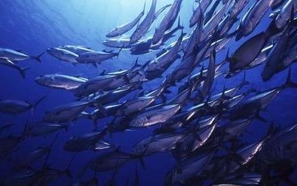 海帶護發雞蛋護甲 10種養生食物對女人最有用