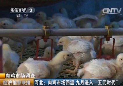 肉雞市場回溫 養殖戶面臨高價卻難高興 肉雞市場回溫 養殖戶面臨高價卻難高興