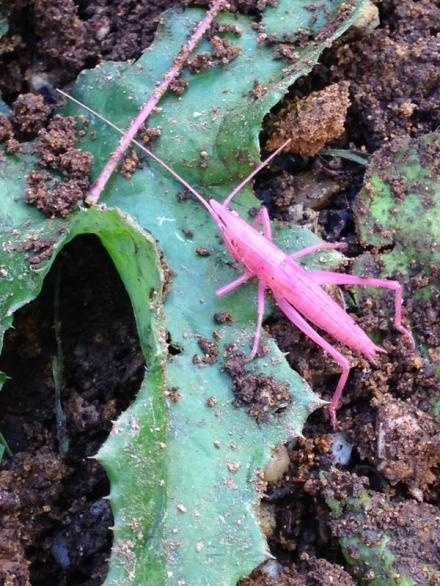 雖然說蟲子偶爾發生個變異不足為奇，