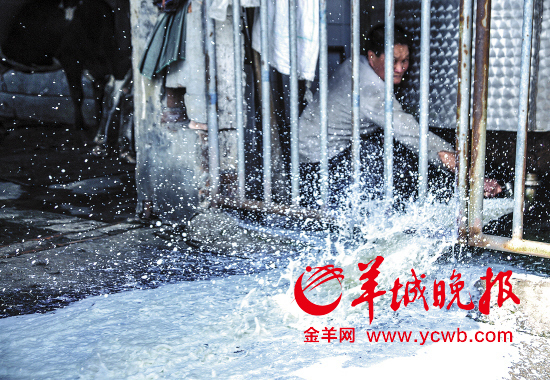 　　廣州南沙區欖核鎮一家奶牛場因滯銷，奶農每隔兩天就要把“多余”的牛奶倒掉