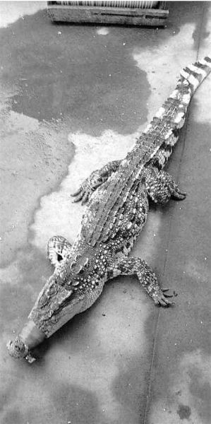 土豪婚宴請吃鱷魚：鱷魚屬于國家保護動物