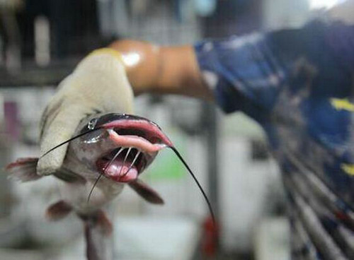 武漢現雙嘴怪魚 魚行老板開業20多年從未遇過