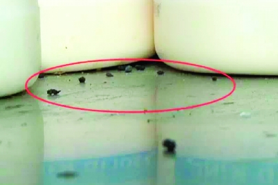 韓寒餐廳被關停:餐桌能看到老鼠屎 韓寒餐廳被關停:餐桌能看到老鼠屎