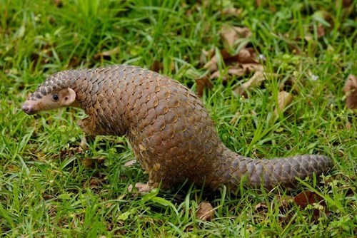 穿山甲。<a target='_blank' href='http://103.249.53.35/gate/big5/www.chinanews.com/' _fcksavedurl='http://103.249.53.35/gate/big5/www.chinanews.com/'></p></table><p align=