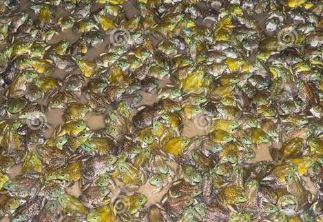 這種生物加拿大幾年時間就招架不住 而中國引進60年卻差點被吃的絕種