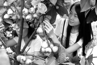 臺灣蓮霧實現“廣州產”