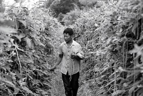 p20-2不需要任何抵押品,也不用經過復雜的申請審批過程,更不需要找人托關係送禮,低三下四地求人,只要點一點手機,農民們就可以憑借“信用”獲得購買各種農資的貸款。