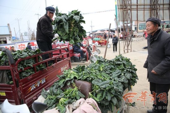 張建文揣著錢回來，給還在菜地挖菜的老伴一說價錢，老伴頓時忍不住流下眼淚。老兩口種了1畝多地的菠菜，從去年10月播種到現在，成本投入已超過400多元，沒想到收獲時菠菜價格一路下跌，近期批發價最低到每公斤0.4元，因為雇不起工人收菜，張建文和老伴天剛亮就到地里收菜，一直忙到中午，忍著腰酸背痛挖了100公斤菜，沒想到只賣了26元。