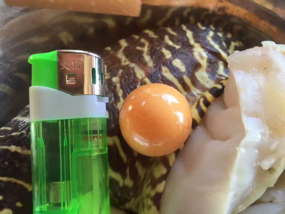 漁民撈個海螺當午飯發現稀有珍珠 據說價值幾十萬