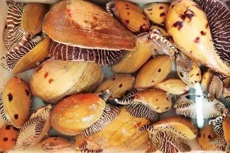 漁民撈個海螺當午飯發現稀有珍珠 據說價值幾十萬