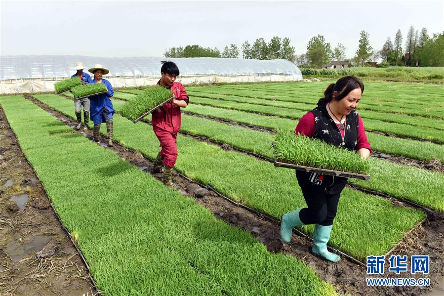 #（社會）（1）谷雨時節春耕忙